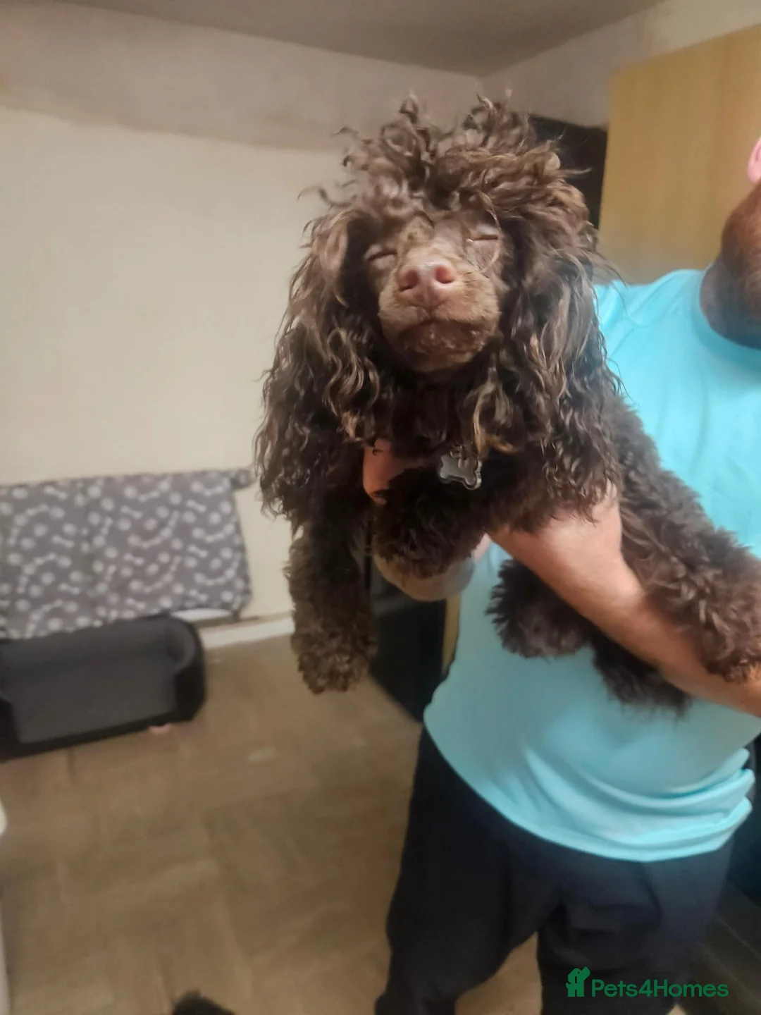 Toy Poodle dogs for sale: Toy poodle  - Advert 1