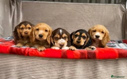 Cocker Spaniel dogs for sale: STUNNING COCKER SPANIEL PUPPIES  - Image 12
