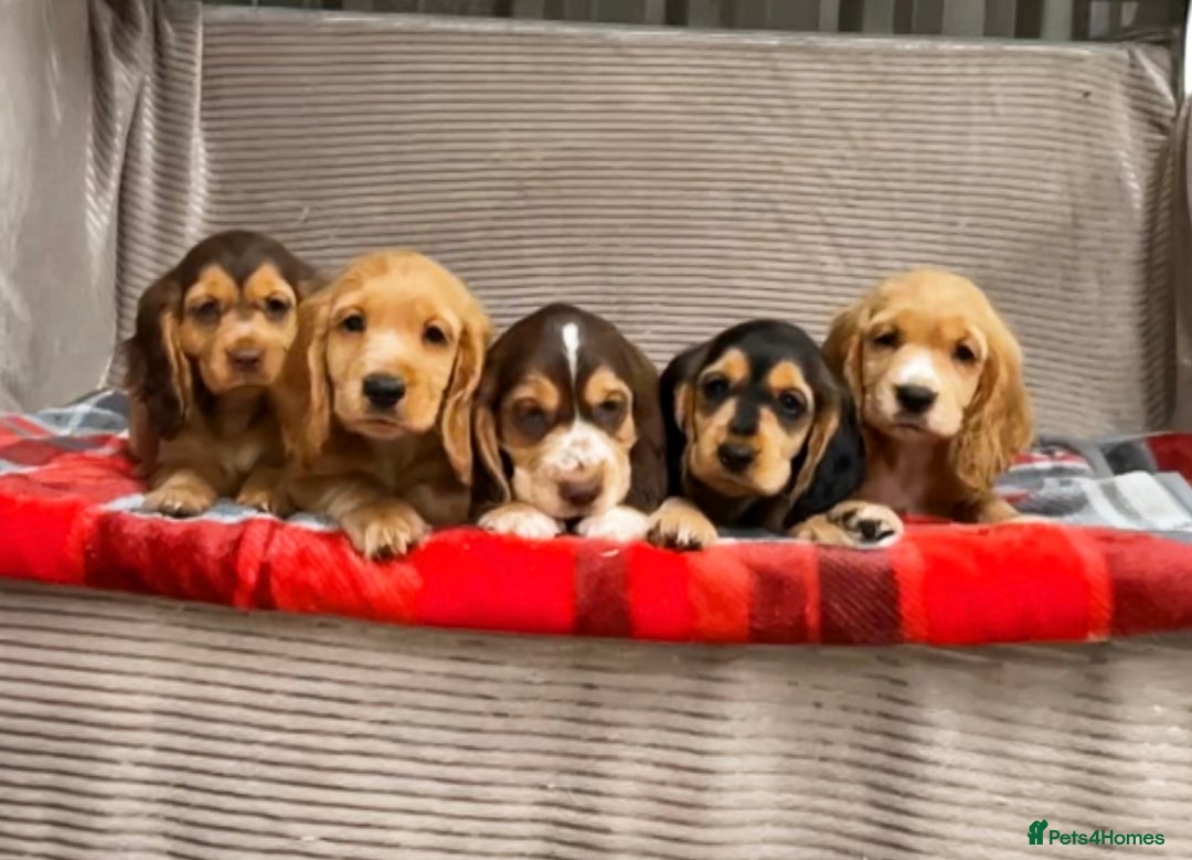 Cocker Spaniel dogs for sale: STUNNING COCKER SPANIEL PUPPIES  - Image 12