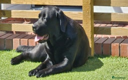 Labrador Retriever dogs for sale: BEAUTIFUL CHOCOLATE GIRL - Image 1