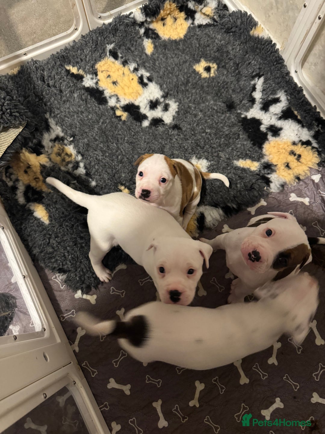 Staffordshire Bull Terrier dogs for sale: Staffordshire bull terrier puppies for sale Sale - Advert 8