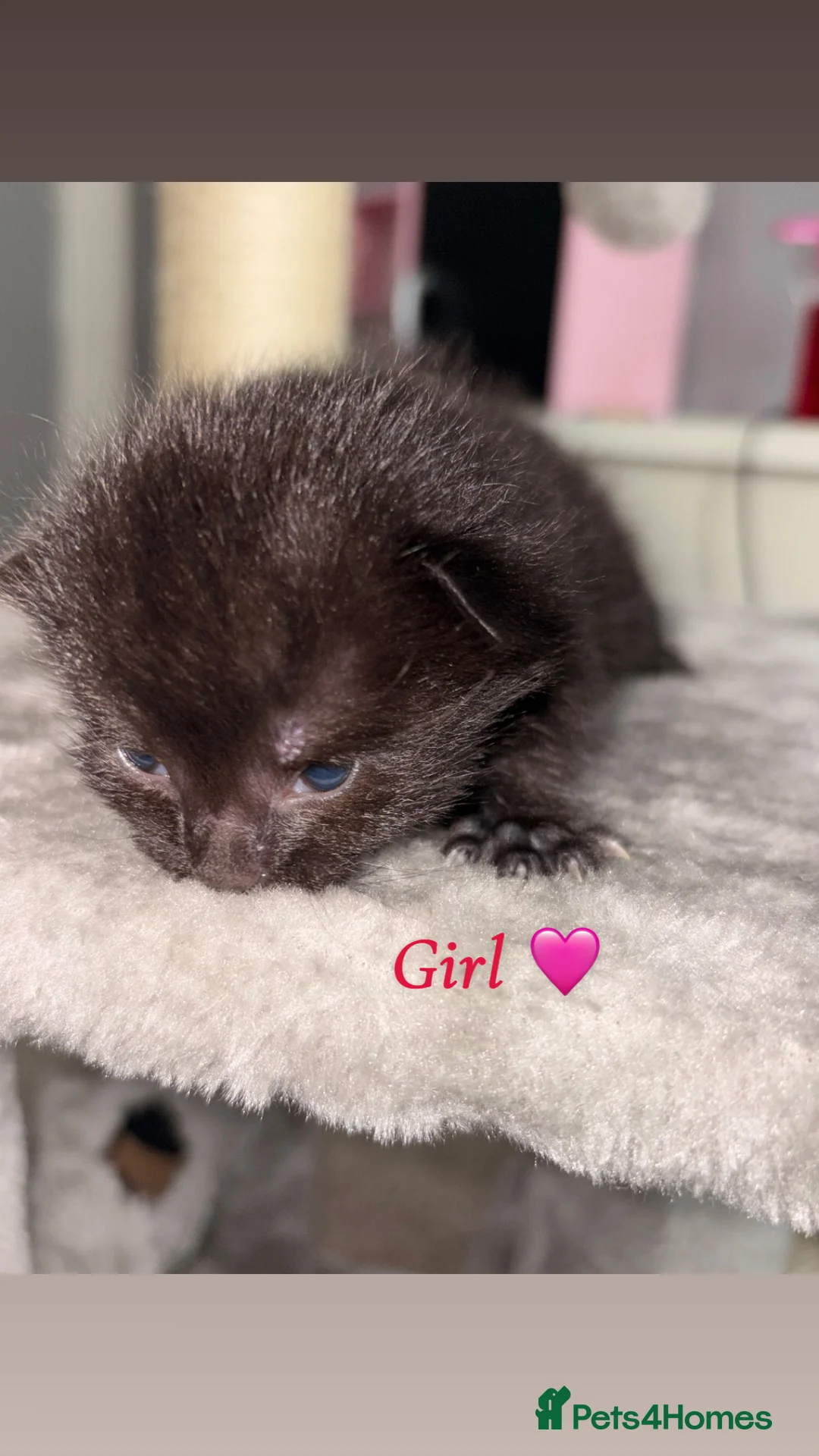 Mixed Breed cats for sale: Female Kittens in Maidstone - Advert 2