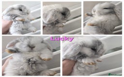 Mini Lop rabbits for sale: 2 gorgeous Mini lop baby girls  - Image 2