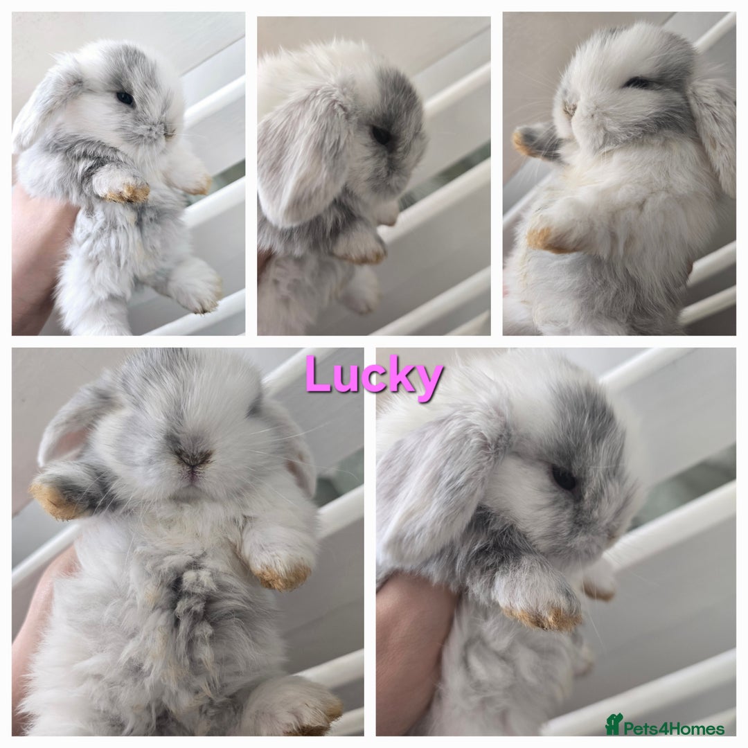 Mini Lop rabbits for sale: 2 gorgeous Mini lop baby girls  - Image 2