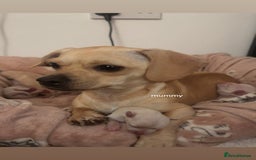 Chiweenie dogs for sale: chiweenie (dachshund x chihuahua) puppies - Image 22