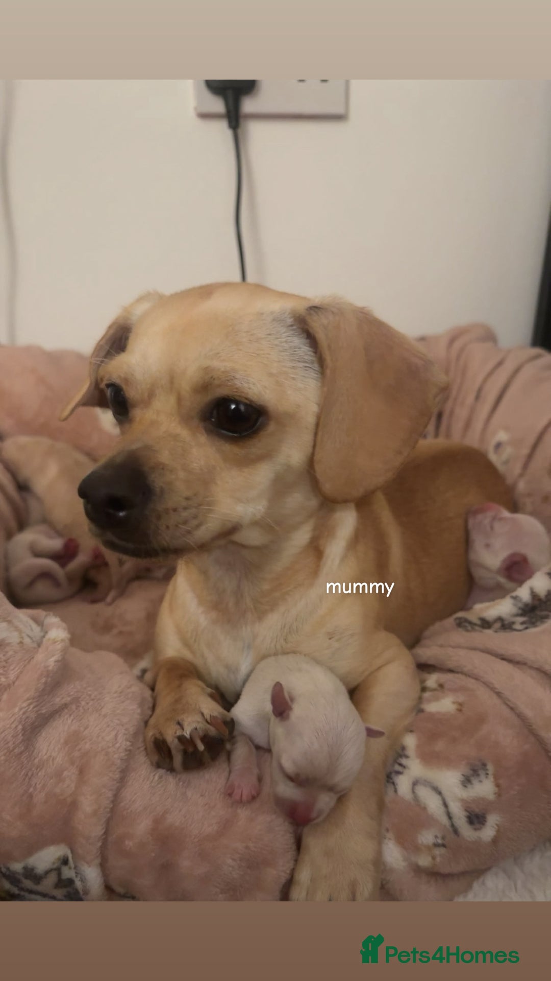 Chiweenie dogs for sale: chiweenie (dachshund x chihuahua) puppies - Image 22
