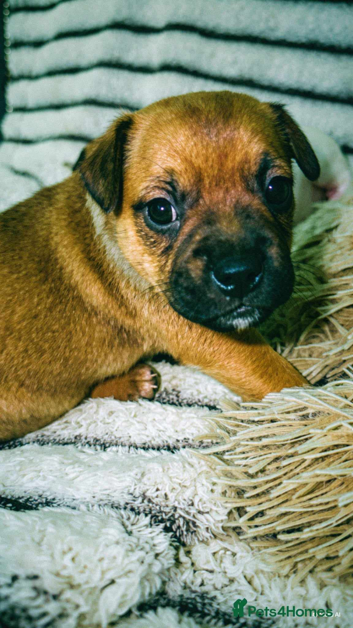 Jack Russell dogs Male Jack Russle  - Advert 1