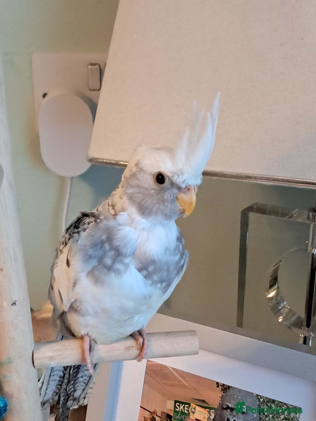 Cockatiels birds for sale: Hand reared baby cocktail very tame  - Advert 6