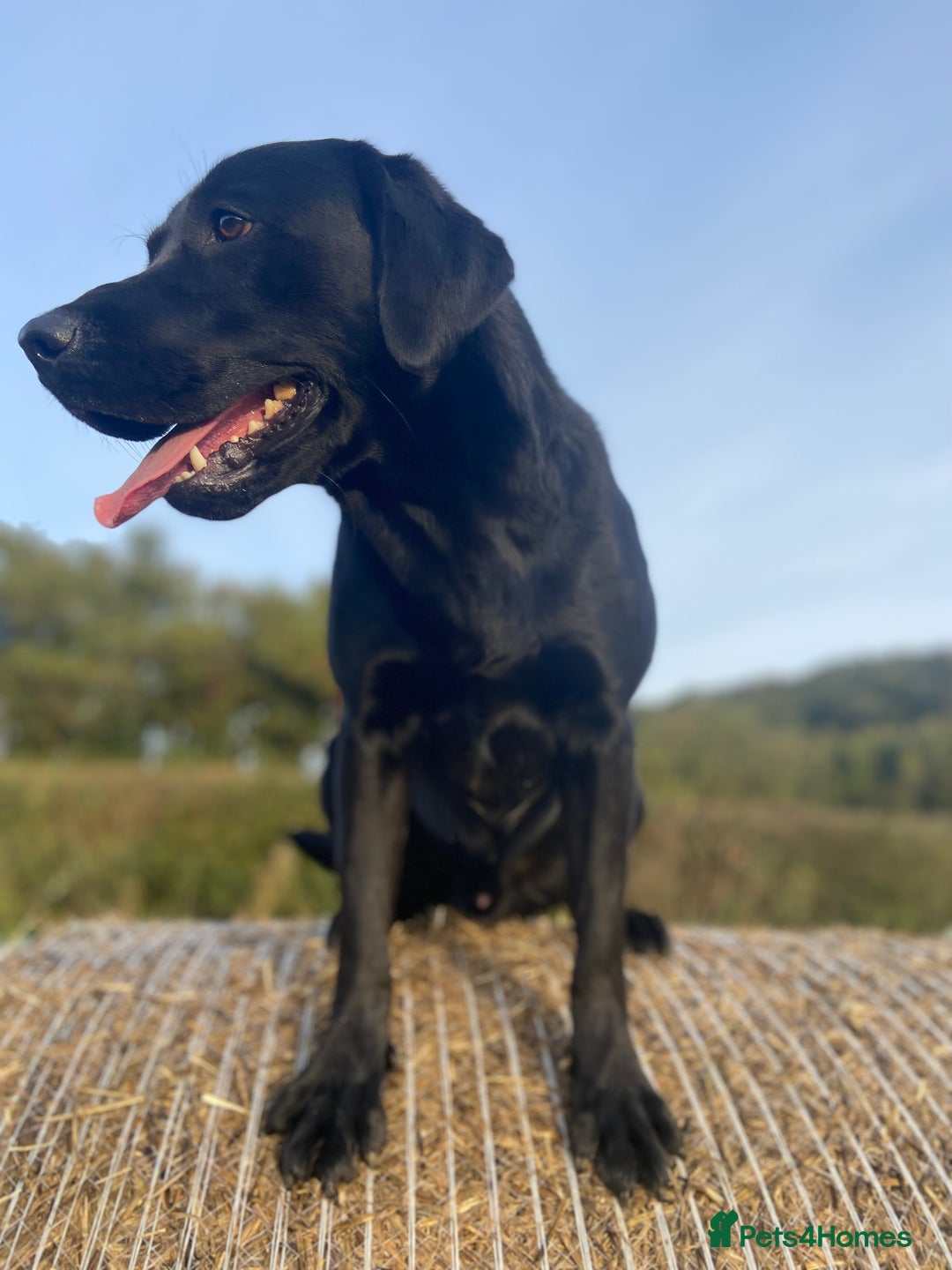 Labrador Retriever dogs for stud: KC Registered Black Lab For Stud in Scarborough - Advert 5