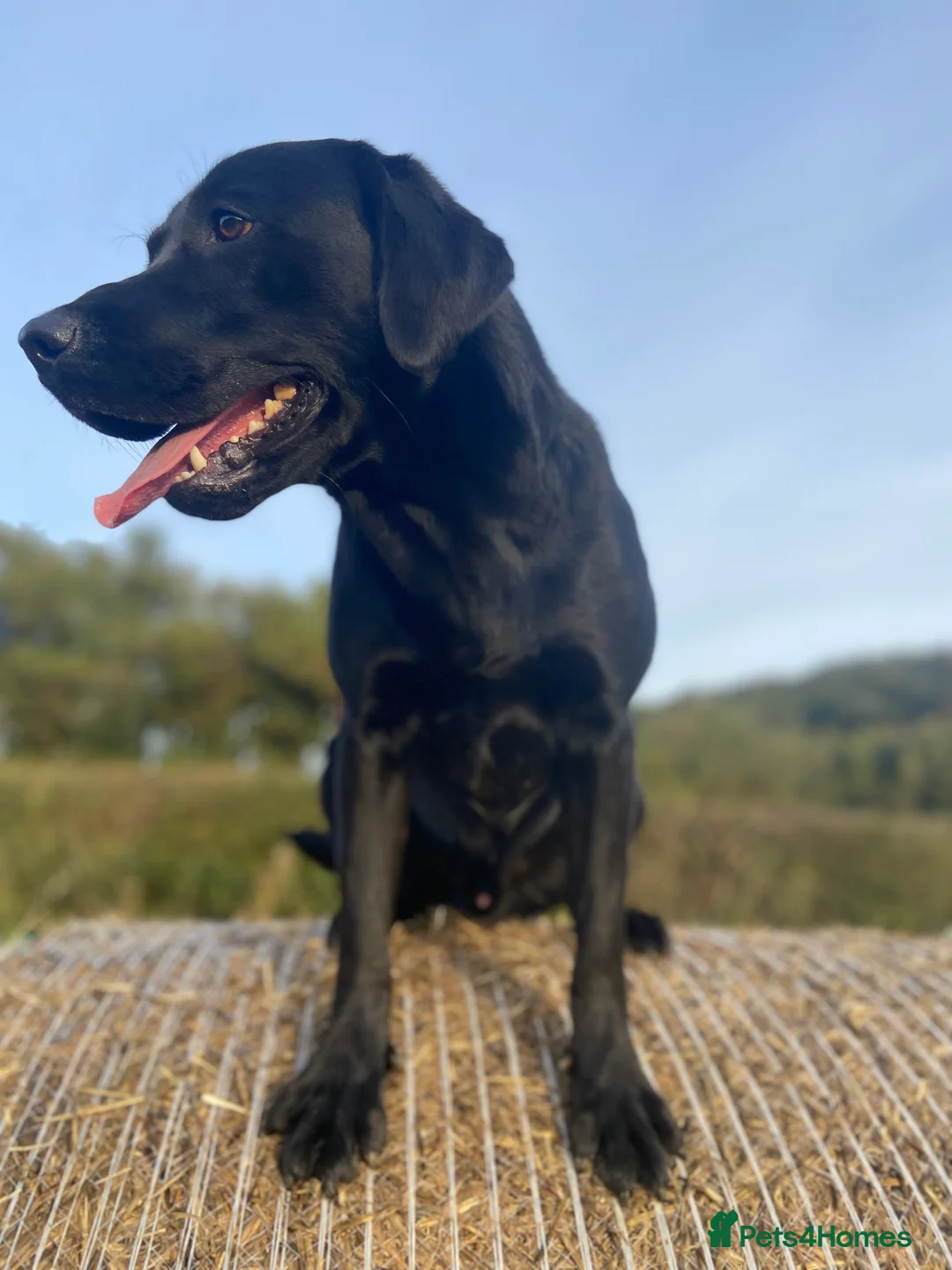 Labrador Retriever dogs for stud: KC Registered Black Lab For Stud in Scarborough - Advert 5