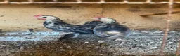 Chickens poultry for sale: Beautiful chicken , eggs , see details for price  - Advert 3