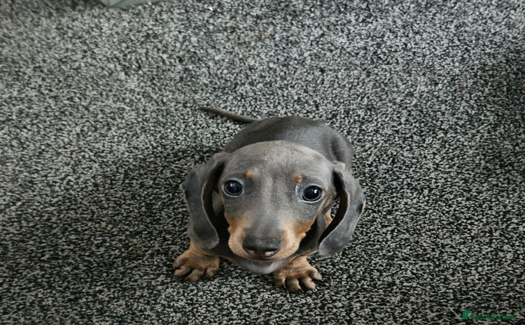 Dachshund dogs - Advert 1