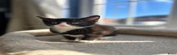 Mixed Breed cats for sale: Rescue kittens looking for their forever home! - Advert 11