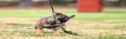 German Shepherd dogs for sale: Working line KC GSD pups  - Advert 4