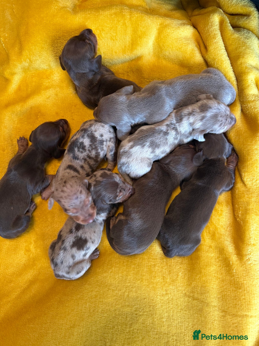 Miniature Dachshund dogs for sale: ❤️🐶 Miniature dachshund puppies 🐶❤️ - Image 3