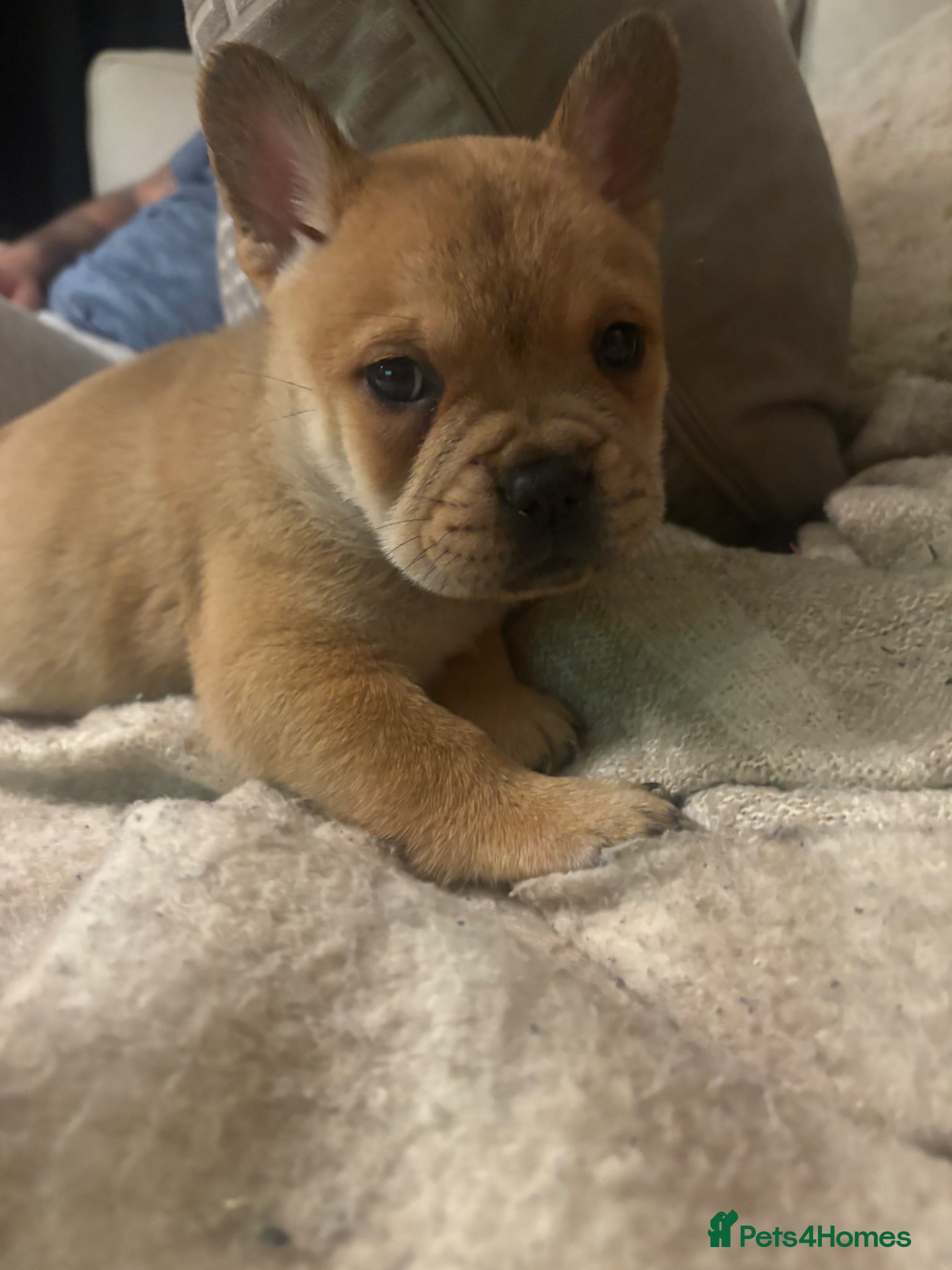 Mixed Breed dogs ** BEAR COAT FRENCHIES ** - Advert 15