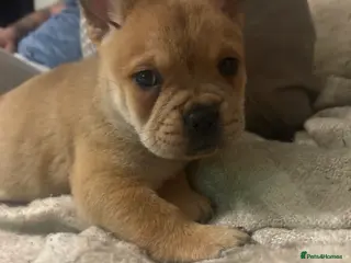 Mixed Breed dogs ** BEAR COAT FRENCHIES ** - Advert 15