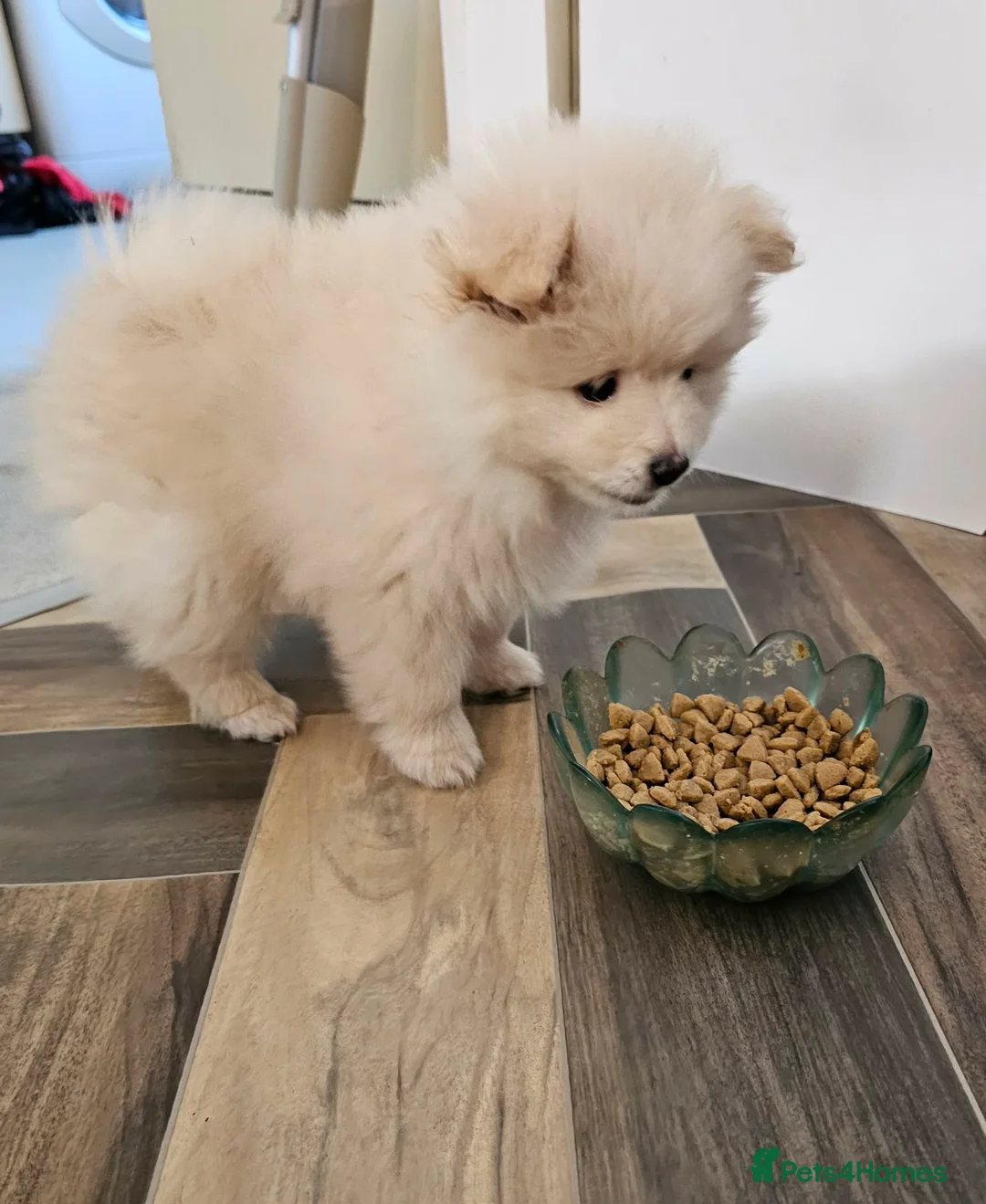 Pomeranian dogs for sale: Beautiful Pomeranian puppie male - Advert 7