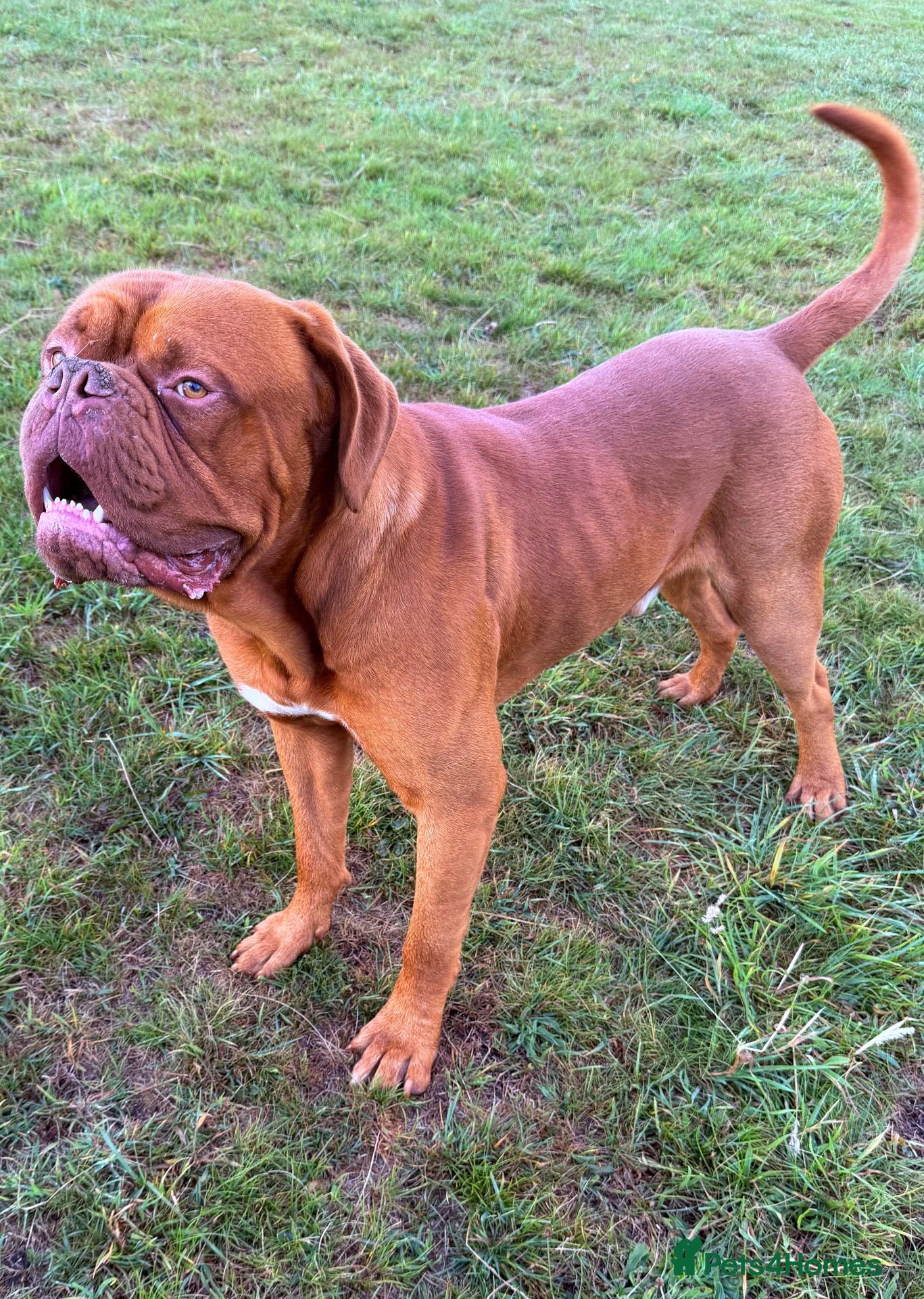 Dogue De Bordeaux dogs 🔥 ODIN — DOGUE DE BORDEAUX STUD 🔥 - Advert 1