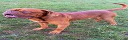 Dogue De Bordeaux dogs for stud: 🔥 ODIN — DOGUE DE BORDEAUX STUD 🔥 in Sowerby Bridge - Advert 1