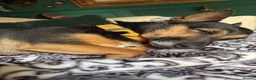 Mixed Breed dogs for sale: Sweetest ball obsessed boy  - Advert 9