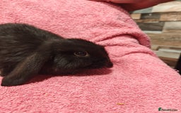Mini Lop rabbits for sale: Pure Bred Mini Lops DOB 18/8/25 - Image 6