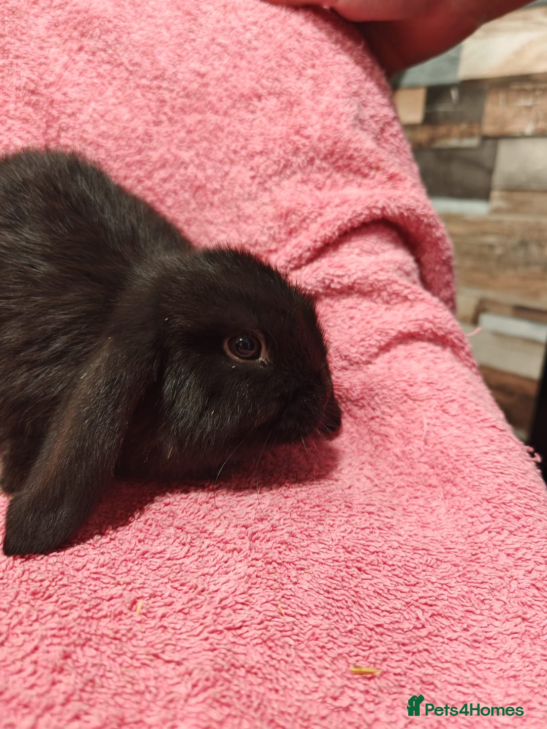Mini Lop rabbits for sale: Pure Bred Mini Lops DOB 18/8/25 - Image 6