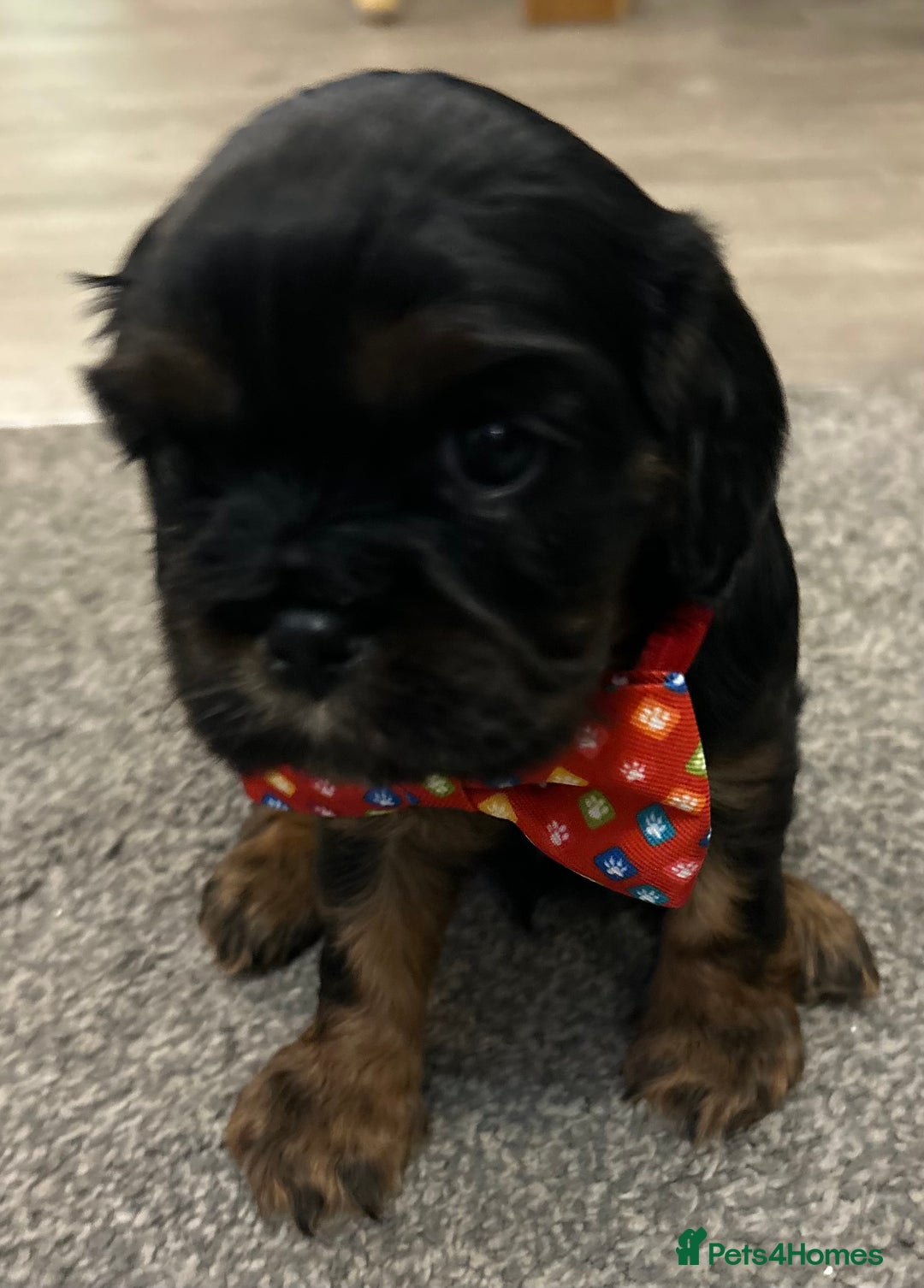 Cavalier King Charles Spaniel dogs for sale: KC registered Cavalier King Spaniel puppies - Advert 10