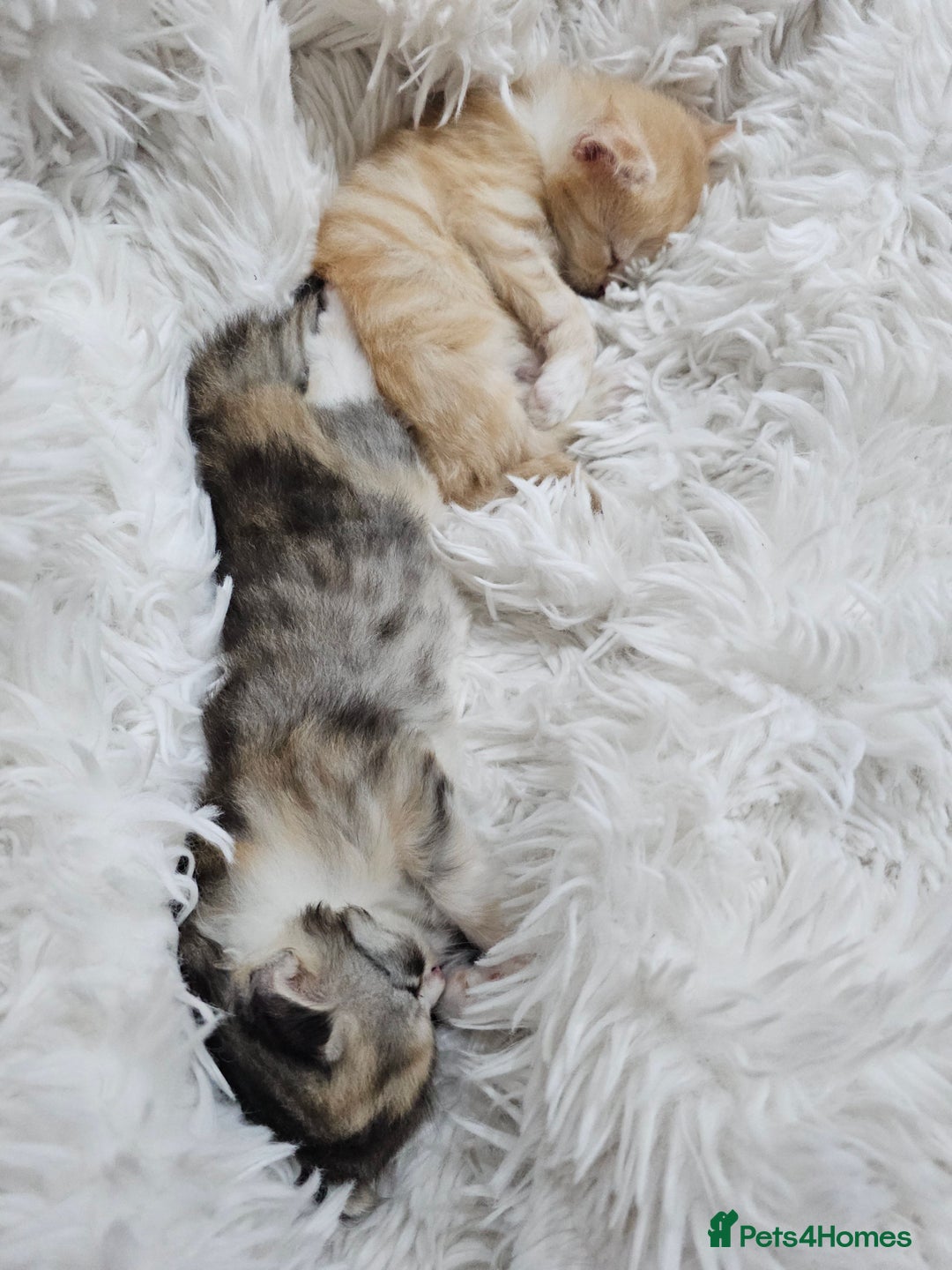 Persian cats for sale: Adorable Persian kittens - Advert 6