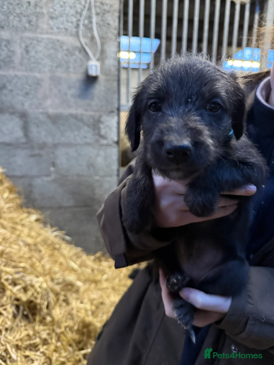 Mixed Breed dogs for sale: First cross Bedlington Whippets  - Advert 15