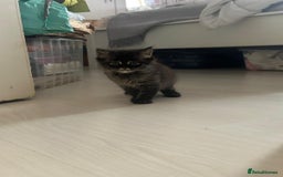 British Longhair cats for sale: British Longhair kittens Two  - Image 8