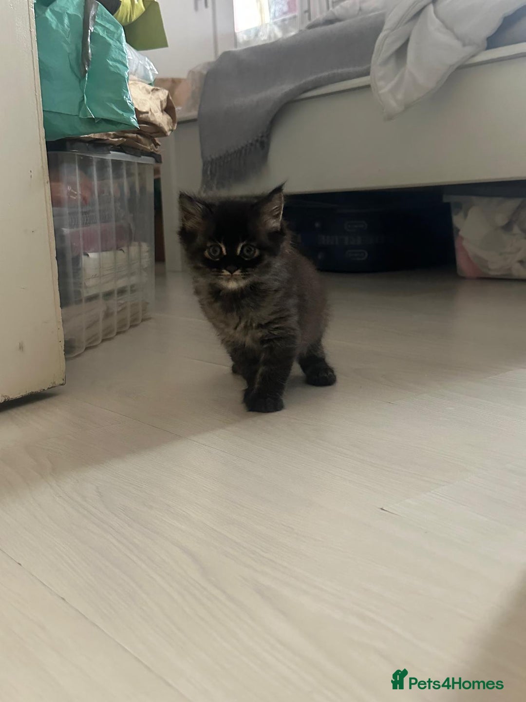 British Longhair cats for sale: British Longhair kittens Two  - Image 8