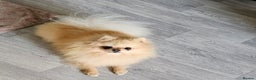 Pomeranian dogs for sale: 4 outstanding quality bear pomeranian puppies - Advert 2
