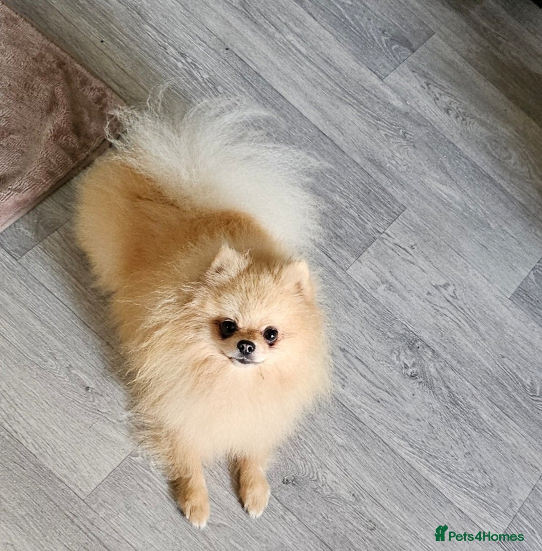 Pomeranian dogs for sale: 4 outstanding quality bear pomeranian puppies - Advert 2
