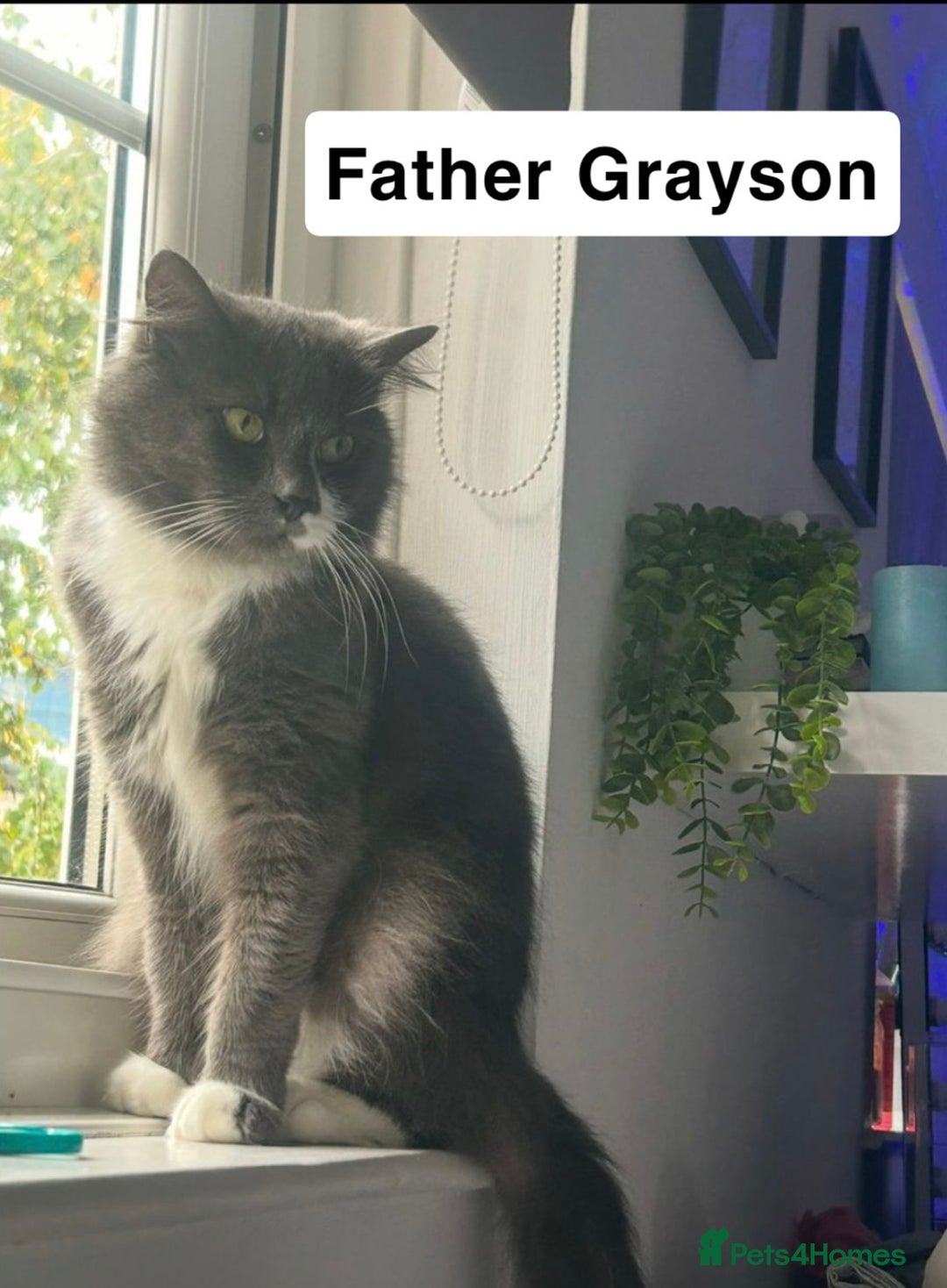 Ragdoll cats for sale: Two Blue Gray Ragdoll & Turkish angora - Image 9