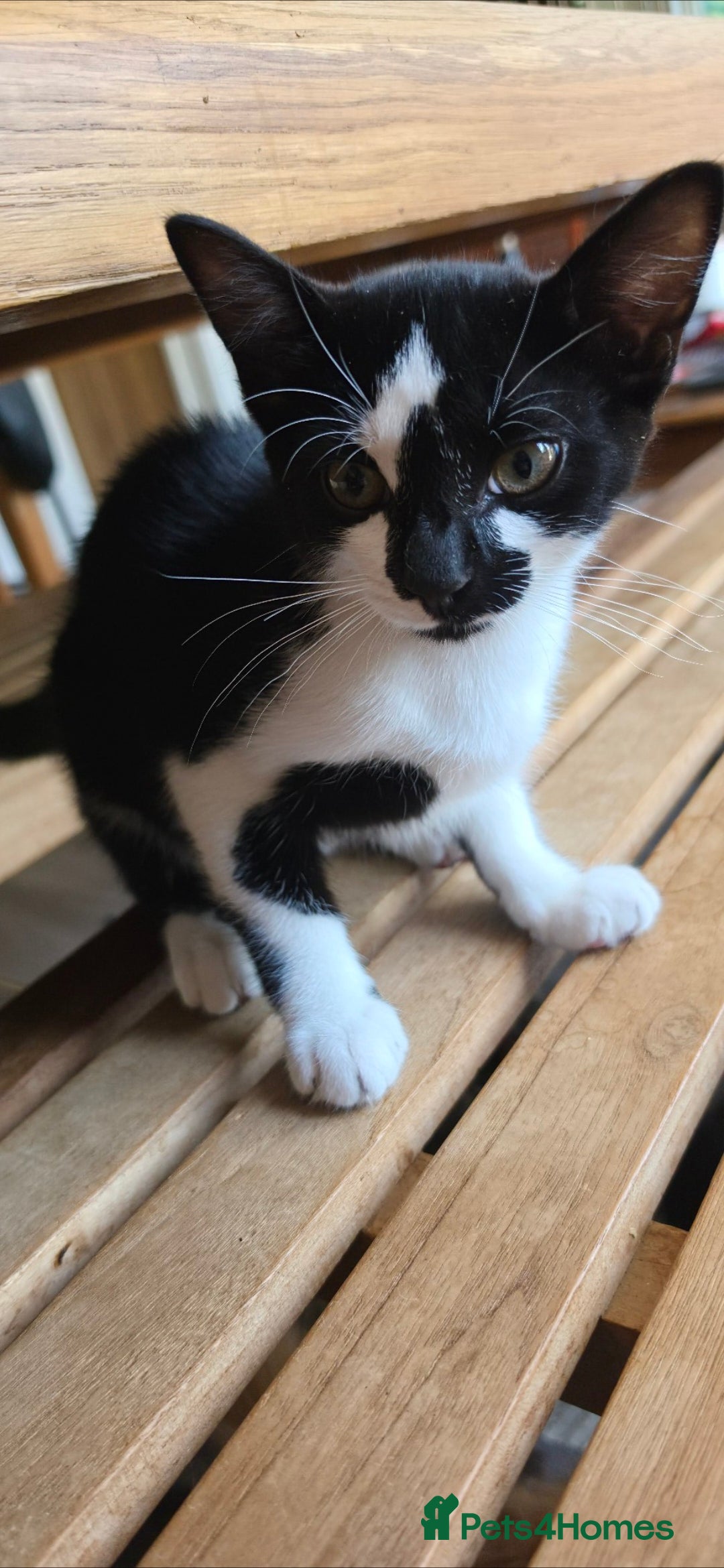 Mixed Breed cats Beautiful kittens looking for there forever homes  - Advert 2