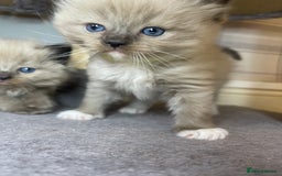 Ragdoll cats for sale: Pedigree Cherubim Ragdoll Kittens💫 - Image 7