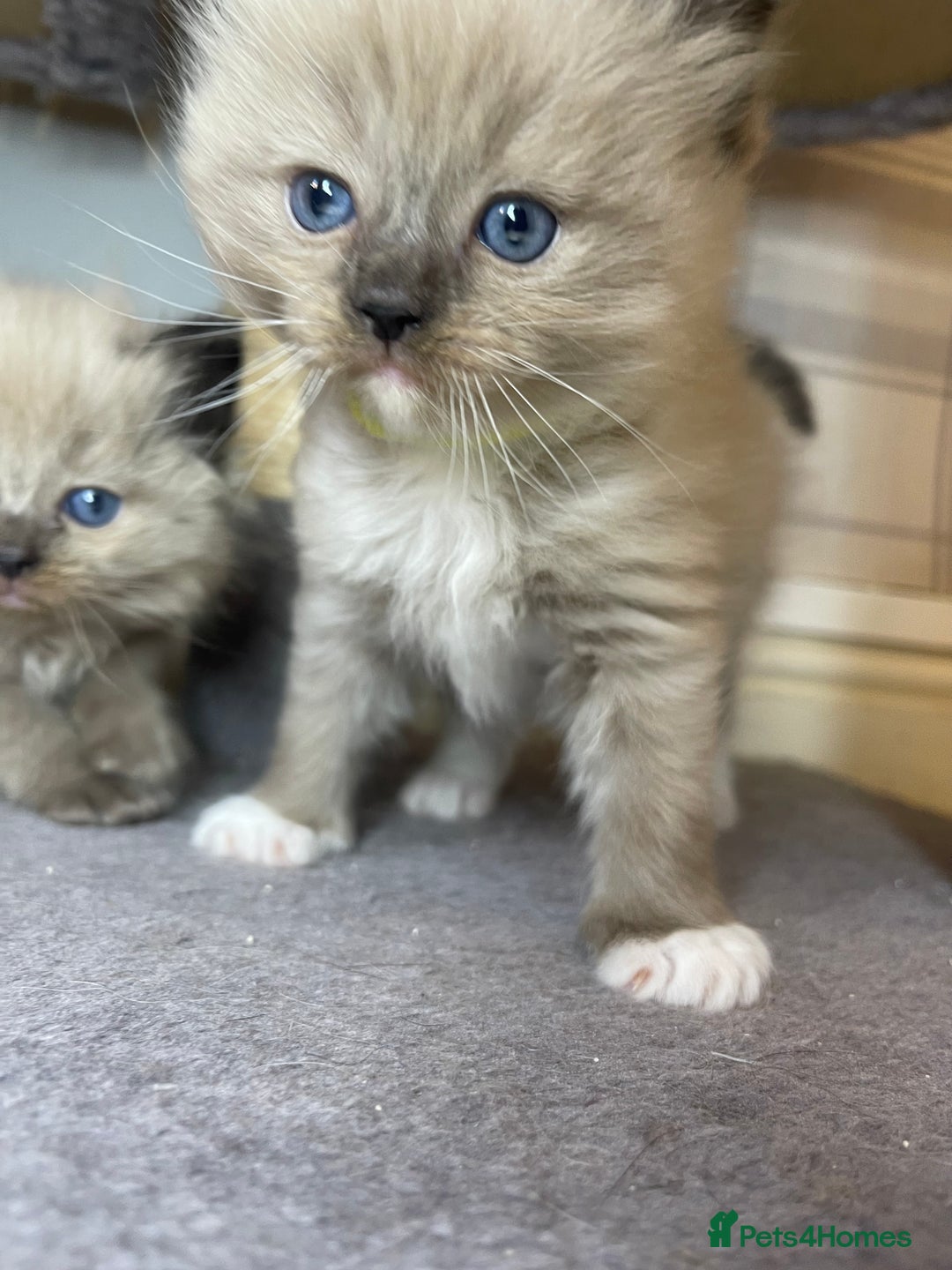 Ragdoll cats for sale: Pedigree Cherubim Ragdoll Kittens💫 - Image 7