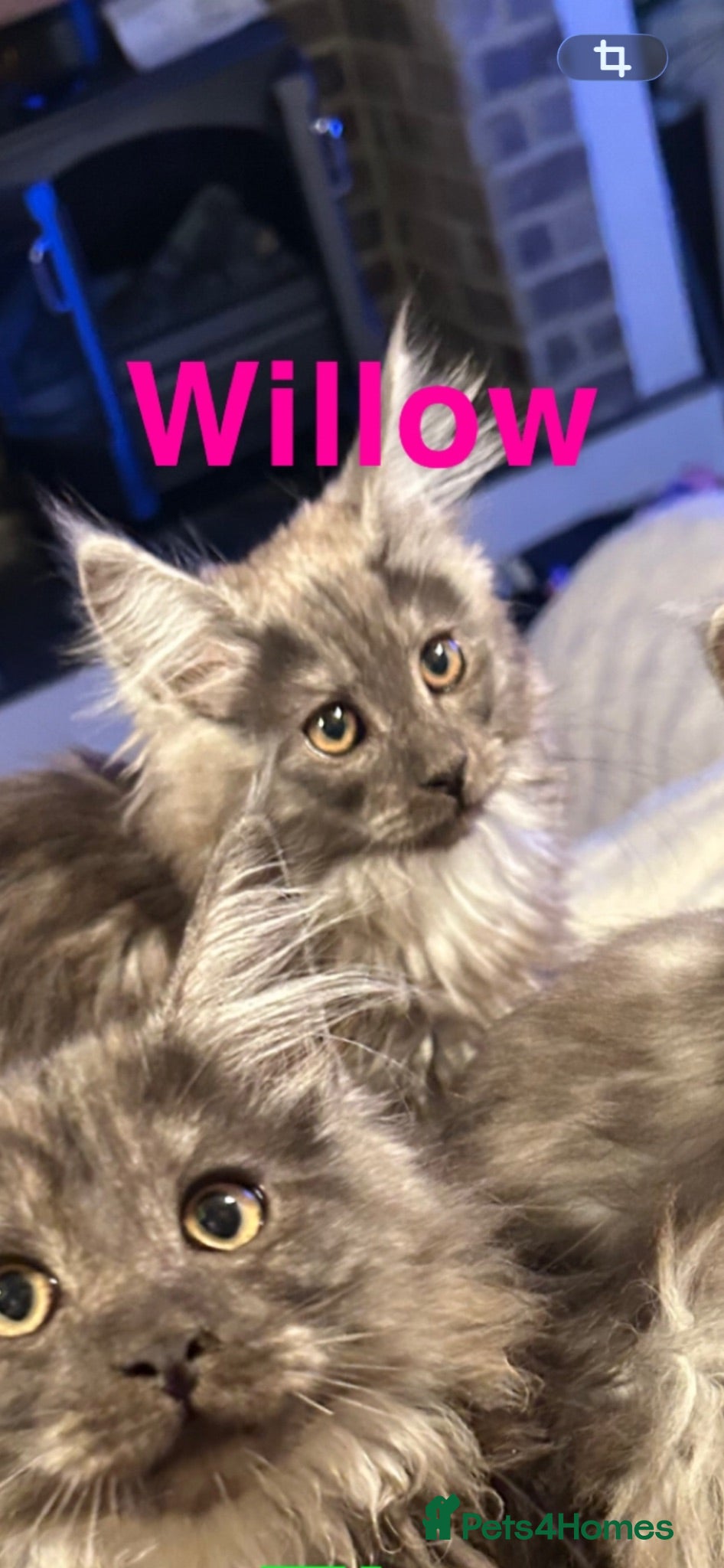 Maine Coon cats Mainecoon Kittens - Advert 2