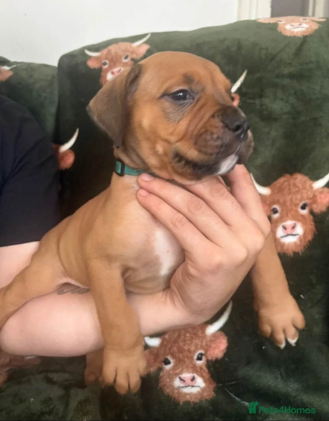 Mixed Breed dogs for sale: Mastiff x Olde English Buldogge  - Advert 2