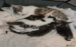Mixed Breed cats for sale: TABBY/TORTOISESHELL/WHITE KITTENS X5 - Image 16