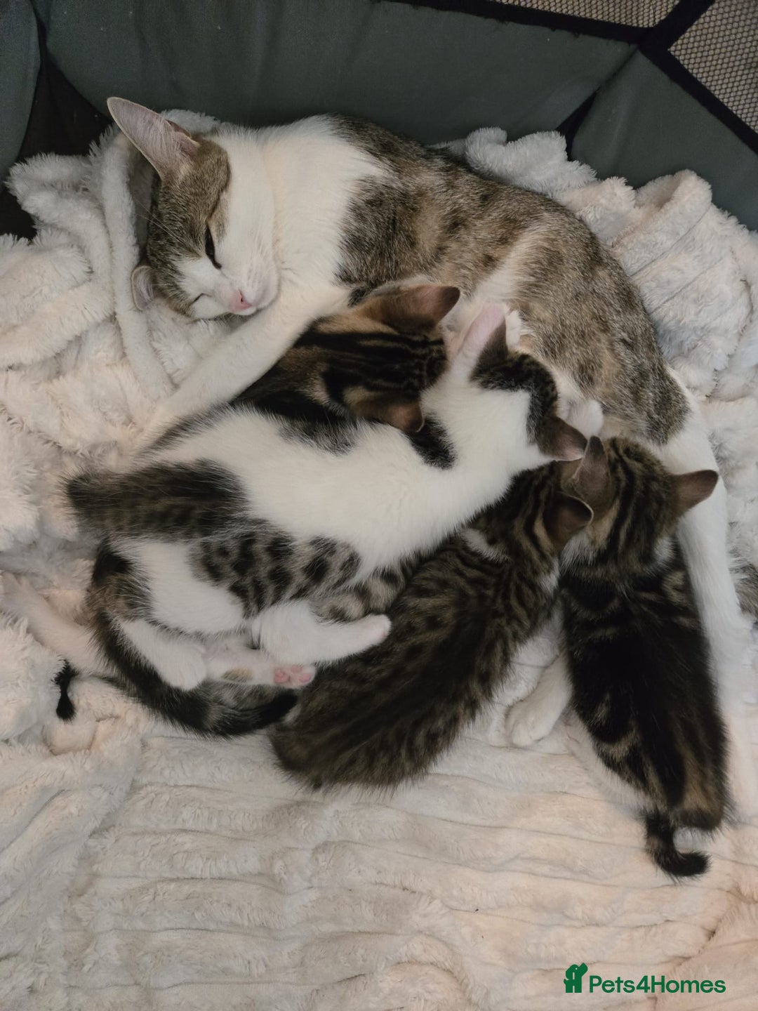 Mixed Breed cats for sale: TABBY/TORTOISESHELL/WHITE KITTENS X5 - Image 16