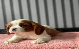 Cavalier King Charles Spaniel dogs for sale: 5 beautiful King Charles cavaliers - Image 4