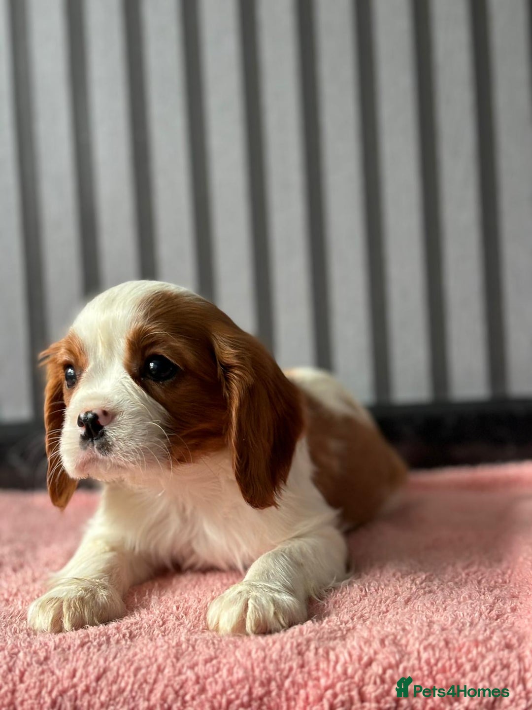 Cavalier King Charles Spaniel dogs for sale: 5 beautiful King Charles cavaliers - Image 4