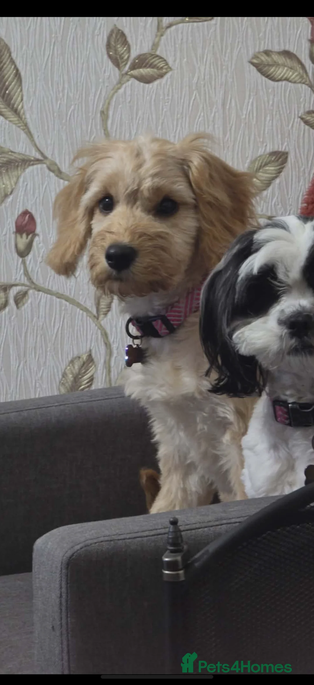 Cockapoo dogs for sale: Cockerpoo 6 months old  - Advert 2