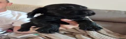 Cocker Spaniel dogs for sale: Working Cocker Spaniel puppies in Worksop - Advert 2