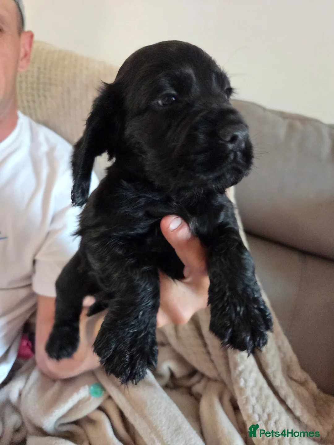 Cocker Spaniel dogs for sale: Working Cocker Spaniel puppies in Worksop - Advert 2