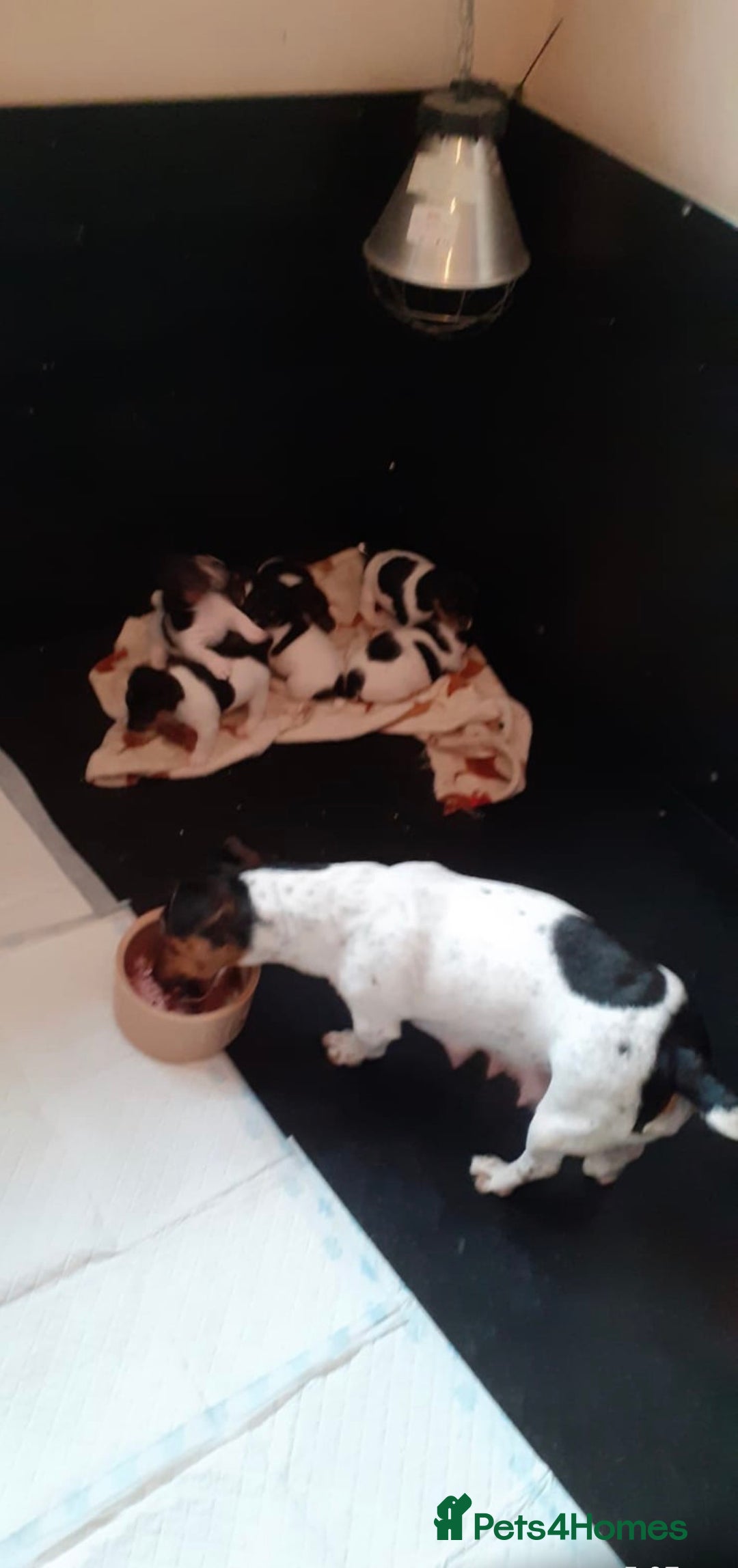 Jack Russell dogs for sale: Jack Russell puppies  - Advert 1