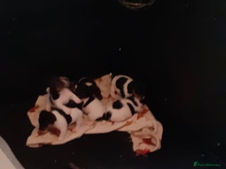 Jack Russell dogs Jack Russell puppies - Advert 2
