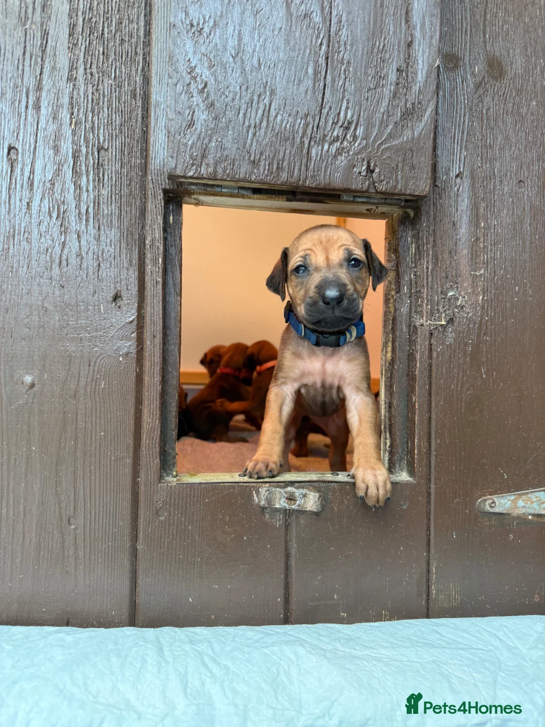 Rhodesian Ridgeback dogs for sale: Rhodesian Ridgeback Puppies - Advert 2